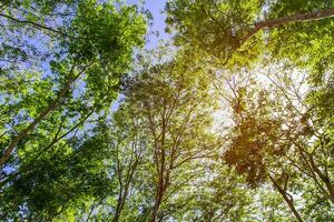 Blur photo concept Natural views of forests and trees with sunlight in the mountain with richness and moisture for background and texture
