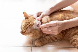 Women use cotton cleaning ear  Ginger cat for the good health and a cat sleeping to clean on the floor photo