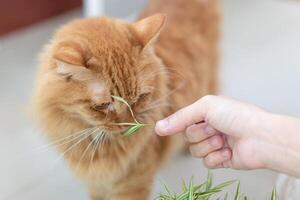 cerca arriba mano mujer sostener tirostachys siamensis jugar y jengibre gato en hogar para el salud de gatos cuando ellos son enfermo foto