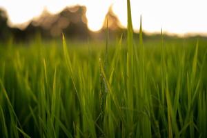 Sunset rice green field background photo