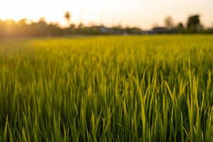 Sunset rice green field background photo