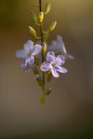 púrpura flores en difuminar verde naturaleza antecedentes foto