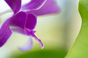 Purple flowers on blur green nature background photo