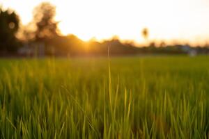 Sunset rice green field background photo