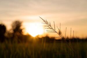 Sunset rice green field background photo