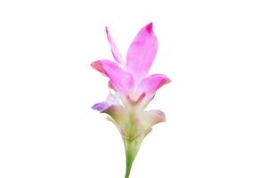 Krachiew or Curcuma sessilis flowers pink color Be eaten by insects in white background photo