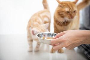 cerca arriba mano mujer verter el sopa dentro el envase y alimentar el gato para a comer y un plata americano cabello corto gato es caminando a un sano comida alimentación sano comida para mascotas foto