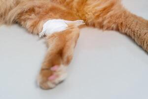 Close up cat leg with bandage that is a wound from a blood draw on the white tiled floor in the house photo