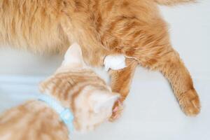 Close up cat leg with bandage and another cat came to look lying on the white tiled floor in the house photo