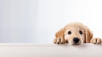 AI generated Adorable Golden Retriever Puppy Peeking Over Table Against White Background photo
