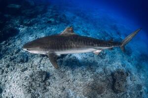 Tiger shark on deep in clear blue ocean. Diving with dangerous tiger sharks. photo