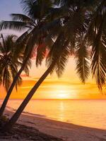 Coconut palms with sunrise or sunset at tropical beach with quiet ocean photo