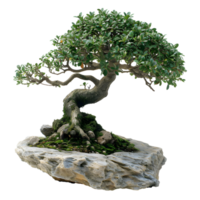 AI generated Beautiful Bonsai on Minimalist Aesthetic Stone png