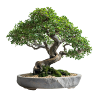 ai gerado lindo bonsai em minimalista pedra superfície png