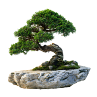 AI generated Beautiful Bonsai on Aesthetic Stone Background, Balance and Beauty png