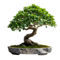 AI generated Minimalist Stone Display featuring Beautiful Bonsai, Nature Harmony png