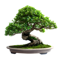 AI generated Beautiful Bonsai on Minimalist and Aesthetic Stone png