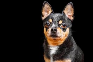 retrato de un pura sangre tricolor perro. chihuahua en un negro antecedentes aislar. un mascota, un animal. foto