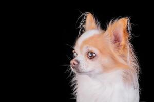 The chihuahua dog is white and red, long-haired. Animal, pet on a black background. photo