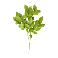 Fresh green murraya leaves isolated on transparent background png