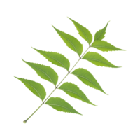 Fresh green neem leaves isolated on transparent background png