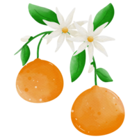 naranjas ilustración entonces linda png
