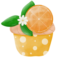Oranges illustration so cute png