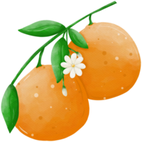 Orangen Illustration damit süß png