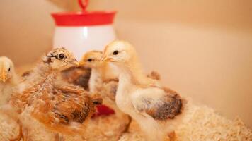 Chicks in chicken coop, sawdust litter, wooden house for chickens. Concept of housekeeping. teenage molting. photo