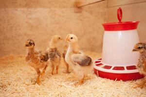 Chicks in chicken coop, sawdust litter, wooden house for chickens. Concept of housekeeping photo