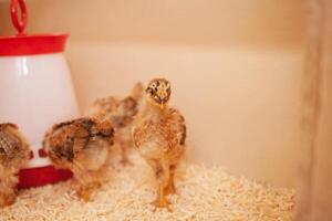 Chicks in chicken coop, sawdust litter, wooden house for chickens. Concept of housekeeping. molting. photo