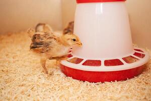 Chicks in chicken coop, sawdust litter, wooden house for chickens. Concept of housekeeping. mixed fodder, lunch. photo