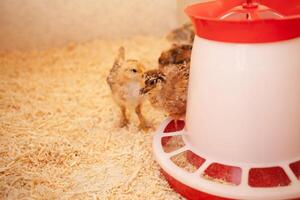 Chicks in chicken coop, sawdust litter, wooden house for chickens. Concept of housekeeping. portrait. photo