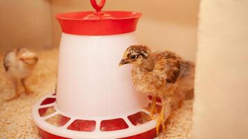 Chicks in chicken coop, sawdust litter, wooden house for chickens. Concept of housekeeping. bird molting. photo