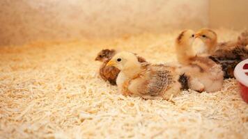 Small chicks in wooden chicken coop, copy space, indoors. Beautiful newborn birds. Fall asleep. photo