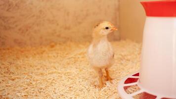Small chick in wooden chicken coop, copy space, indoors. Beautiful newborn bird photo