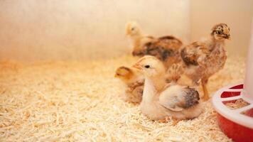 Small chicks in wooden chicken coop, copy space, indoors. Beautiful newborn birds. Yellow. photo