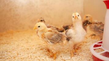 Small chicks in wooden chicken coop, copy space, indoors. Beautiful newborn birds. flock. photo