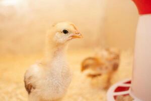 Small chicks in wooden chicken coop, copy space, indoors. Beautiful newborn birds. portrait. photo