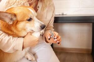 woman cuts dog's claws, brown corgi, cute. Pet care, love. Scissors, clipper, trim. portrait. photo