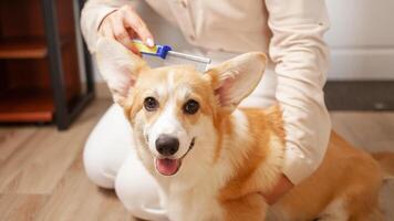 woman combs dog, molting, combing coat of corgi, taking care of pets, love. puppy. photo