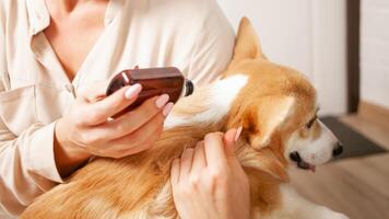 woman drips drops to dog on withers, protection from parasites, fleas and ticks, spring treatment, care for pets, corgis photo