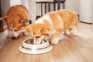 Corgi eats food from bowl, puppy, dogs in kitchen. Proper nutrition and health photo