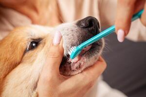 woman brushes dog's teeth with toothbrush, taking care of oral cavity, caring for pets, love photo