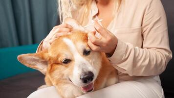 mujer limpia orejas de corgi perro con algodón torunda, higiene, cuidado y aseo de mascotas. retrato. foto