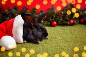 black rabbit is symbol of 2023, Christmas, new year, winter holiday. Beautiful red background, Christmas tree with balls and garland, empty space for text, copy space photo