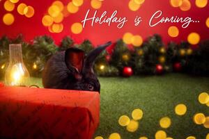 black rabbit is symbol of 2023, Christmas, new year, winter holiday. Beautiful red background, Christmas tree with balls and garland, empty space for text, copy space. holiday is coming. photo