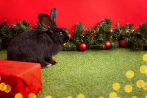 black rabbit is symbol of 2023, Christmas, new year, winter holiday. Beautiful red background, Christmas tree with balls and garland, empty space for text, copy space. box. photo