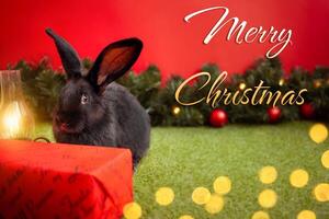 black rabbit is symbol of 2023, Christmas, new year, winter holiday. Beautiful red background, Christmas tree with balls and garland, empty space for text, copy space. Merry Christmas. photo