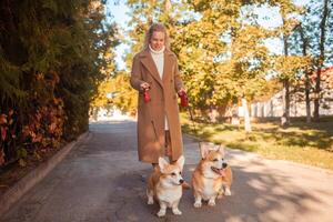 hermosa mujer camina con dos corgi perros en parque en caer. feliz, sonriente, retrato foto